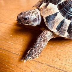 ヘルマンリクガメの里親さん募集
