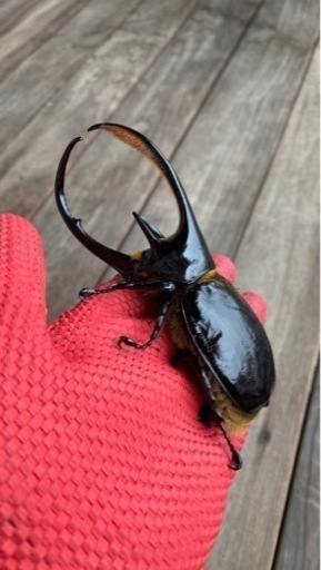 ネプチューンオオカブトペア