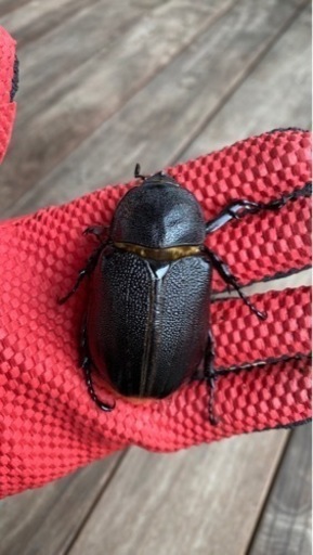 ネプチューンオオカブトペア
