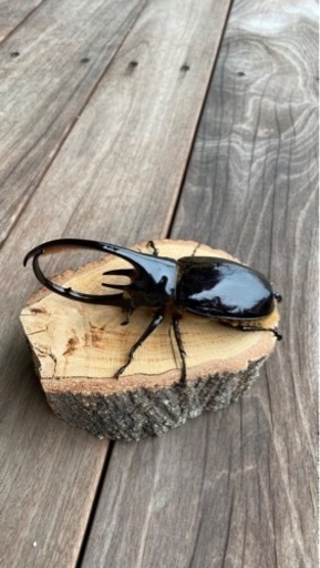 ネプチューンオオカブトペア