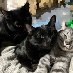 🐈⸒⸒⸒⸒日々のネコ雑談🐈⸒⸒⸒⸒