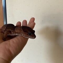 ニシアフリカトカゲモドキ