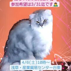 4/6(土)譲渡会♪11月生スコティッシュフォールド♂シルバータ...