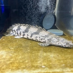 ポリプテルス