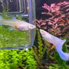 国産グッピー　RREAブルートパーズ 【ラスト5匹】オス2＋メス3 熱帯魚　の画像