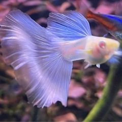 国産グッピー　RREAブルートパーズ 【ラスト5匹】オス2＋メス3 熱帯魚　の画像