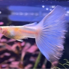 国産グッピー　RREAブルートパーズ 【ラスト5匹】オス2＋メス3 熱帯魚　の画像