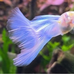 国産グッピー　RREAブルートパーズ 【ラスト5匹】オス2＋メス3 熱帯魚　の画像