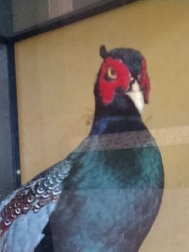 キジの剥製0円 (まぐろ) 氏家のインテリア雑貨/小物《置物、オブジェ