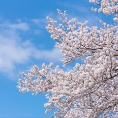 京都の鴨川でお花見ピクニック🌸 - 京都市