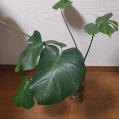モンステラの画像