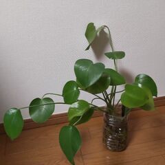 モンステラ　小さい葉の画像