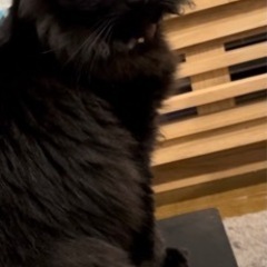 黒猫ちゃん　メス　５歳前後