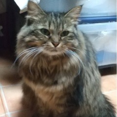 里親さん決まりました。