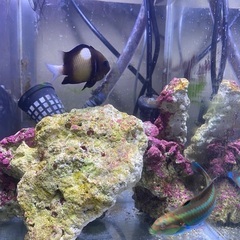 スズメダイとベラ熱帯魚の画像