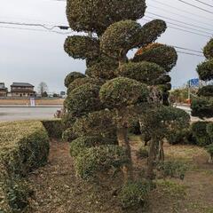スモークツリー グレース 値下げしました/376 落葉樹