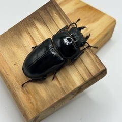 即ブリ 国産オオクワガタ 血統:奈良輪川西の画像