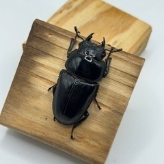 即ブリ 国産オオクワガタ 血統:奈良輪川西の画像