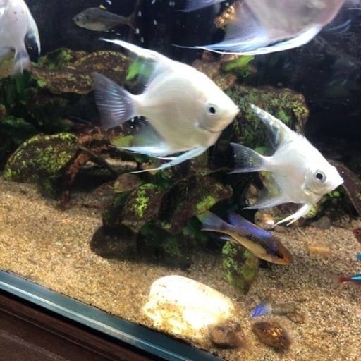 水槽  熱帯魚