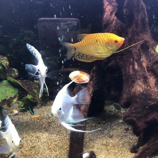 水槽  熱帯魚