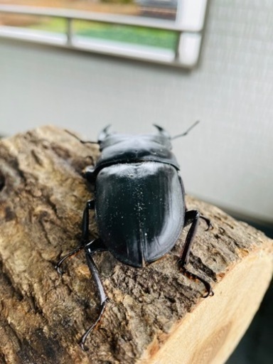 能勢SRオオクワガタ【87.7mm】令和4年羽化