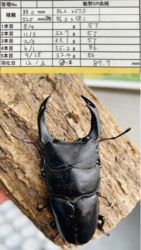 能勢SRオオクワガタ【87.7mm】令和4年羽化