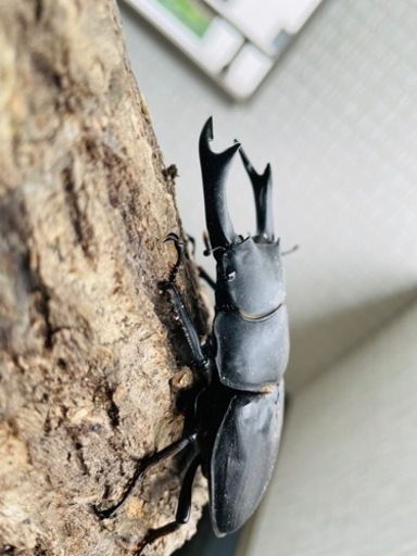 能勢SRオオクワガタ【87.7mm】令和4年羽化