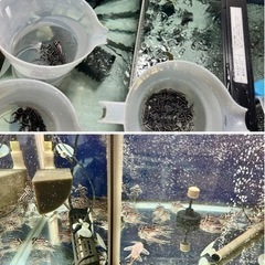 複数🈹有り　インペリアルゼブラプレコの画像