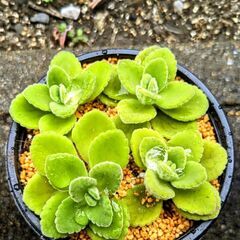 多肉植物(寄せ植え)(容器込)