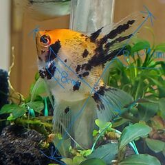 レッドデビルエンゼルフィッシュ(１匹)の画像