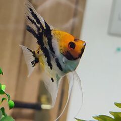 レッドデビルエンゼルフィッシュ(１匹)の画像