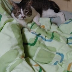 猫の引取をお願いします。