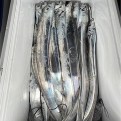 静岡中部らへんで釣り友達を探しております！