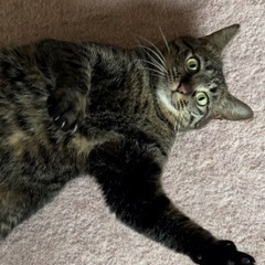 急募！猫 キジトラ 2歳 美人さん 
