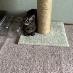 急募！猫 キジトラ 2歳 女の子