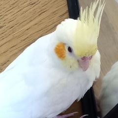 迷子のオカメインコを助けてください