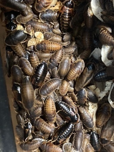 デュビアSSサイズから成虫ミックス