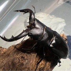 取引中！アマミノコギリクワガタ(ペア)の画像