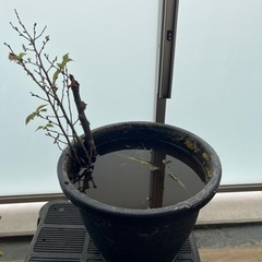 水鉢