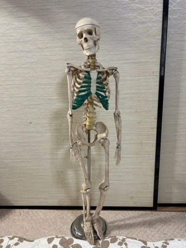 骨格標本