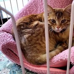 🐾10ヵ月の雄猫🐱ハクです🐾