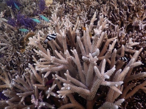 【値下げ】Nikon COOLPIX W300