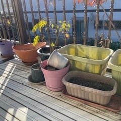 鉢　の画像