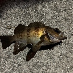 シーバス釣りたい！