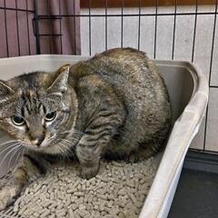 野良猫が増えすぎたので 貰って下さい