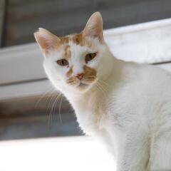 【保護猫の里親募集】るりくん　オス白きじ
