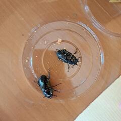 【優しい値段へ】ブッダノコギリクワガタ♂♀♀の画像