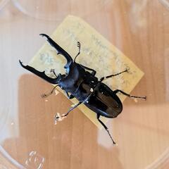 【優しい値段へ】ブッダノコギリクワガタ♂♀♀の画像