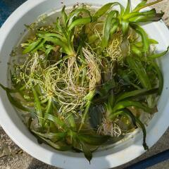 水草　ナガバオモダカ