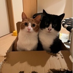 白黒猫　オス　3才